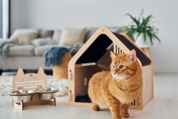 High-Quality Pet Houses in Pakistan | Shan Furniture